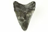 Juvenile Megalodon Tooth - South Carolina #171106-1